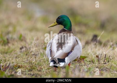 A male mallard dabling duck, Anas platyrhynchos, standing in grass, proud pose. Stock Photo