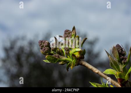 Branches with Lilac buds. Purple Syringa tree flower. Young leaves and buds of lilac. Blossoming buds of lilac. Stock Photo