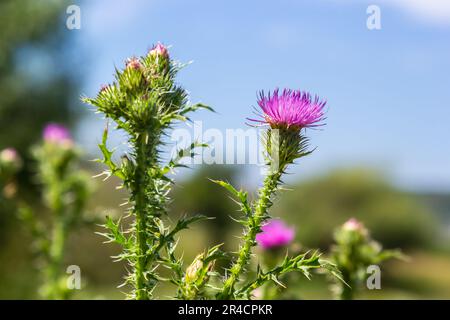 Blessed milk thistle flowers in field, close up. Silybum marianum herbal remedy, Saint Mary's Thistle, Marian Scotch thistle, Mary Thistle, Cardus mar Stock Photo