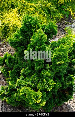 Japanese Cypress, Chamaecyparis 