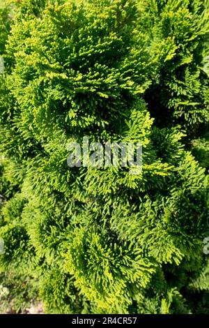 Hinoki Cypress, 'Nana Gracilis', Japanese Cypress, Chamaecyparis obtusa 'Nana Gracilis' Stock Photo