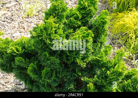 Japanese Cypress, Chamaecyparis 'Nana Gracilis' Stock Photo