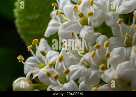 Woolly snowball, Viburnum lantana, flowers in a close-up. Stock Photo