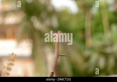 A dead tree with two thorns Stock Photo