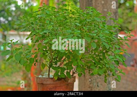 Medicinal holy basil plant ,Tulsi Plant Stock Photo