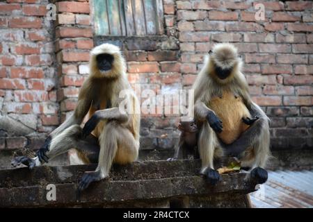 The monkey is sitting on the roof of the house with two cubs Stock Photo