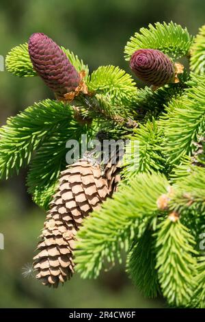 Spruce cones, Twig, Growth, Shoots, 'Acrocona' Picea abies Stock Photo