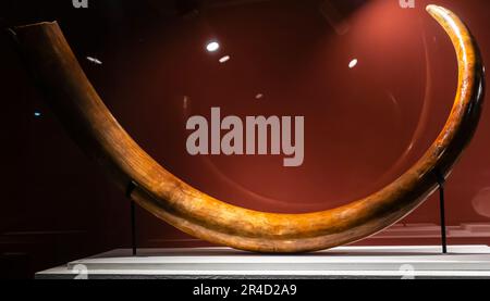 The steppe mammoth (Mammuthus trogontherii, Mammuthus armeniacus) elephant tusk. Quaternary Period, Shirak. ivory Stock Photo