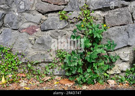 Weeds growing in cracks in stone wall and pavement Stock Photo