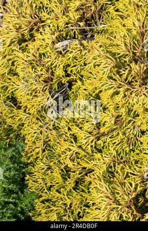 False Cypress, Hinoki Cypress, Chamaecyparis obtusa 'Gitte' Stock Photo