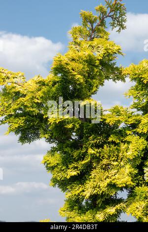 Japanese Cypress, Chamaecyparis obtusa Rashahiba Stock Photo