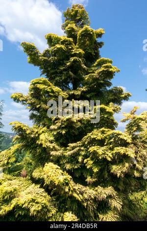 Chamaecyparis obtusa 'Confucius' Hinoki Cypress Tree Japanese Cypress Stock Photo