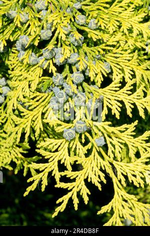 Lawson Cypress Cones Chamaecyparis lawsoniana 'Columnaris Aurea' Bright Golden Yellow Gold Chamaecyparis Cones Stock Photo