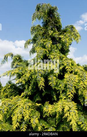 Chamaecyparis lawsoniana Tree, Lawson Cypress, Chamaecyparis lawsoniana 'Columnaris Aurea' Stock Photo
