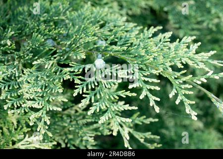 Port Orford Cypress Cone Lawson False Cypress Port Orford Cedar Oregon Cypress, Chamaecyparis lawsoniana 'Pearly Swirls' Stock Photo