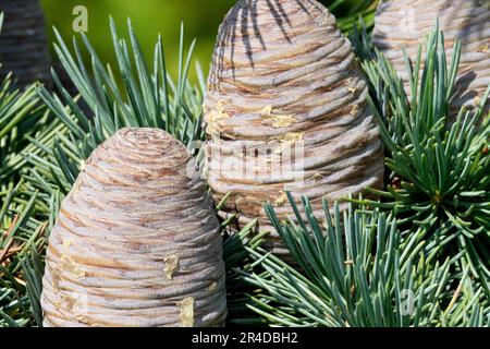 Cones Cedar of Lebanon, Cone on Twig Stock Photo