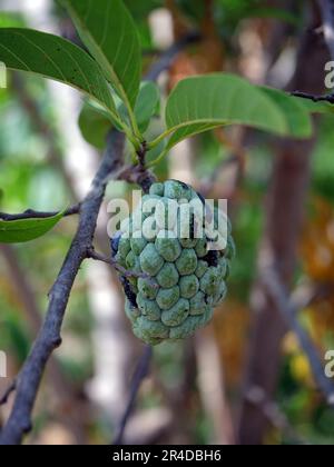 Srikaya fruit hangs on the tree, young fruit is very fertile and natural Stock Photo