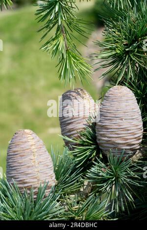 Cedar of Lebanon Cones, Cedrus libani 'Blue Angel' Stock Photo