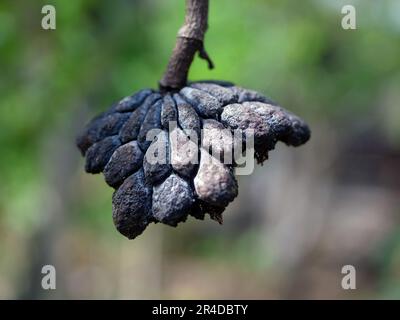 The dried srikaya fruit is black and hangs on the tree Stock Photo