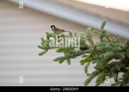 Side view of a male house sparrow, Passer domesticus, on an evergreen tree on a spring evening in Iowa. Stock Photo