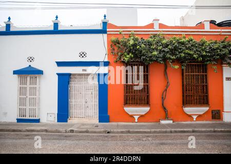 A tree grows on a brightly colored building in Old Town Cartagena Colombia Stock Photo