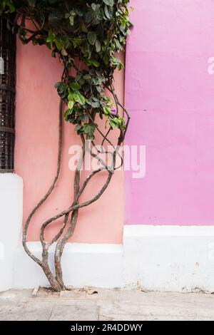 A tree grows up a colorfully painted wall in Cartagena Colombia Stock Photo