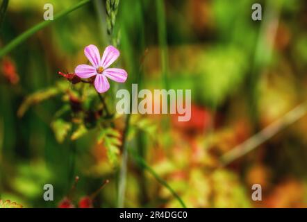 'Pink Purslane' or 'Winter Purslane' or 'Siberian Spring Beauty', edible flower 'Claytonia sibirica' growing wild in meadow. Dublin, Ireland Stock Photo