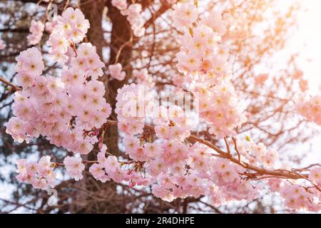 Delicate pink cherry blossoms. Spring in Meran, South Tyrol, northern Italy. Stock Photo