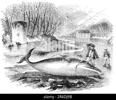 Pike-Headed Rorqual Whale taken in the Dart, 1856. '...a fine specimen...discovered [on the north shore of Millbay creek, nearly opposite the Castle in the Wood, at Dartmouth] by a cottager...It was nearly dry when found, and the cottager thought that it he left it alone it would soon die for want of water; but, on visiting it again at four p.m., it was as lively as ever, and trying to stab it with a knife he made no impression on it, when he cut it with a bill-hook over the back of the neck, soon dividing the large vessels, which bled profusely. The creature got in to its &quot;flurry,&quot; Stock Photo