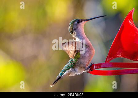 Hummingbirds. In an overgrown garden in Barrie Ontario, the smallest birds fly to the colourful flowers to feed on the sweet flower nectar. Stock Photo
