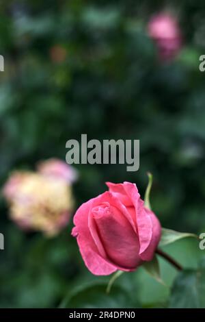 Pink  roses with rain drops on it in a bush seen up close Stock Photo
