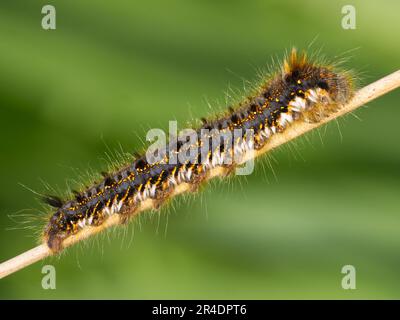 The caterpillar of the Drinker moth (Euthrix potatoria) Stock Photo