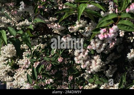 Deutzia  scabra in bloom seen up close Stock Photo