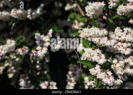 Deutzia  scabra in bloom seen up close Stock Photo