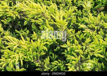 Juniperus 'Goldschatz', Creeping Juniper, Juniperus communis 'Goldschatz' Stock Photo