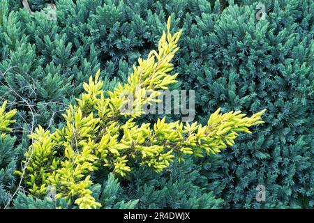 Growing, Juniperus, Yellow, Shoots, Ground cover, Cultivar, Juniperus communis 'Goldschatz' Stock Photo