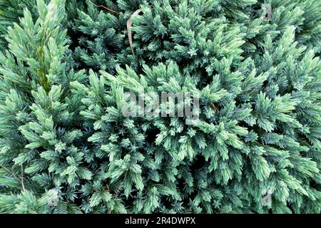 Juniperus 'Blue Star' Hardy Juniperus squamata 'Blue Star' Stock Photo