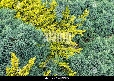 Yellow Blue creepers ground cover plants Stock Photo
