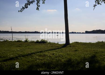 Swan  on a lake at sunset seen from the shore framed by a tree Stock Photo