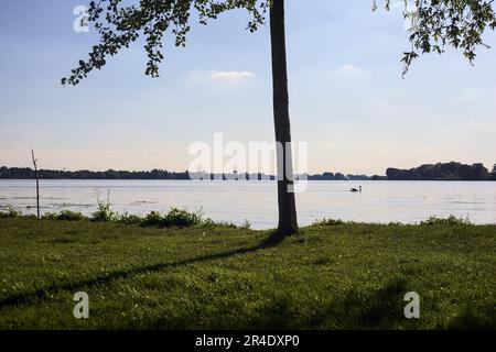 Swan  on a lake at sunset seen from the shore framed by a tree Stock Photo