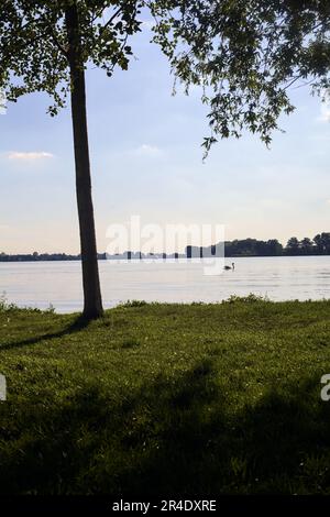 Swan  on a lake at sunset seen from the shore framed by a tree Stock Photo