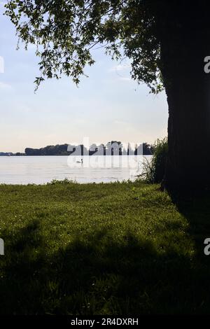Swan  on a lake at sunset seen from the shore framed by a tree Stock Photo