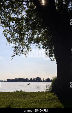 Swan  on a lake at sunset seen from the shore framed by a tree Stock Photo