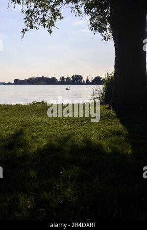 Swan  on a lake at sunset seen from the shore framed by a tree Stock Photo