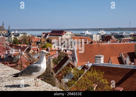 European herring gull, Larus argentatus, perching on the edge of Kohtutosa viewing platform in Vanalinn, the old town of Tallinn, Estonia Stock Photo