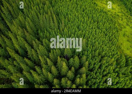 Pine tree tops seen from a drone. Background forest view from above, green forest nature texture Stock Photo