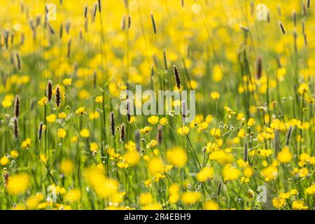 A full frame photograph of wild grass and buttercups in a meadow in springtime, with evening light Stock Photo
