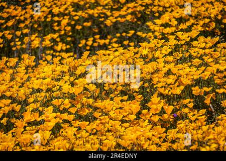 A carpet of yellow and orange Mexican Poppies in a field in direct sunlight. Stock Photo