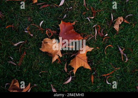 Background of dry brown fallen leaves on green grass in autumn Stock Photo