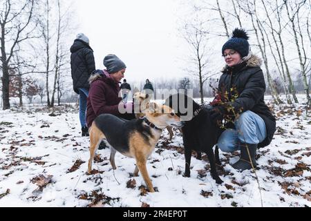 full shot of volunteers and different breeds of dogs walking in the snow and having fun. High quality photo Stock Photo